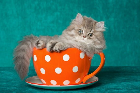 CURIOSO: Gracias al crowfounding, abren el primer café felino de Londres