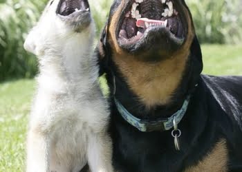 Emprendedor ¿Sos perro o lobo?