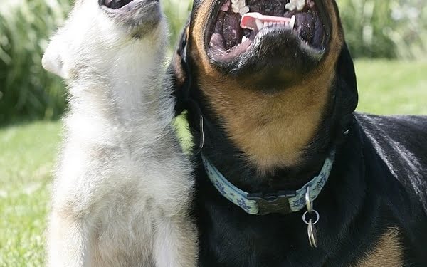 Emprendedor ¿Sos perro o lobo?
