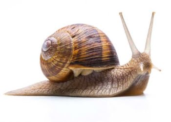 ¿Por qué tener perseverancia es más importante que el dinero?