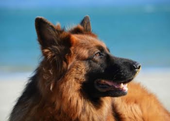 Gonzalo Alonso: 10 lecciones para emprender como “perro”