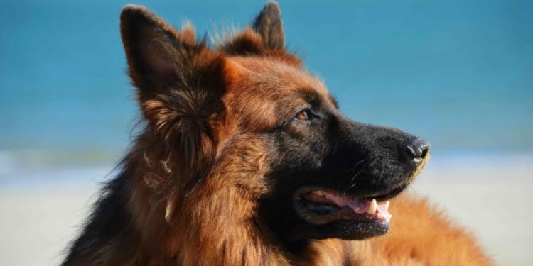 Gonzalo Alonso: 10 lecciones para emprender como “perro”