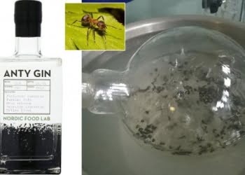 CURIOSO: Crean gin a base de hormigas