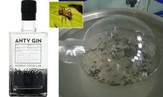CURIOSO:  Crean gin a base de hormigas