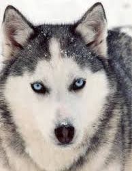 El emprendedor que decide ser lobo…