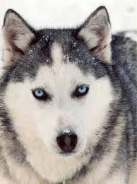 El emprendedor que decide ser lobo…