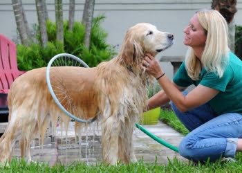 CURIOSO: Ducha low cost para perros