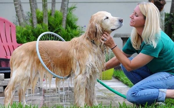 CURIOSO: Ducha low cost para perros