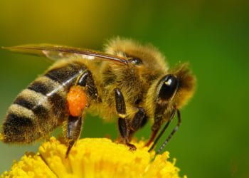 Cinco lecciones que tu empresa puede aprender de las abejas