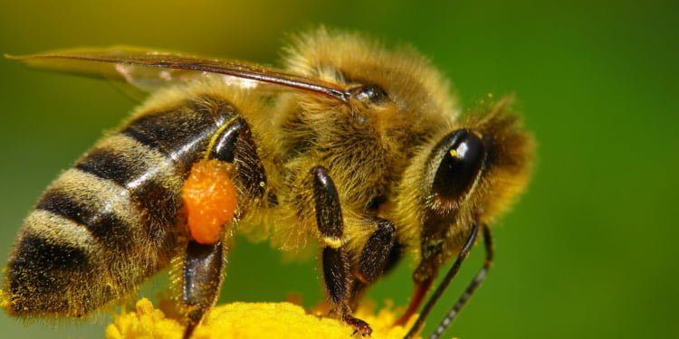 Cinco lecciones que tu empresa puede aprender de las abejas