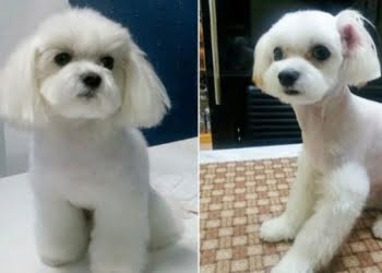 CURIOSO: Cirugía estética para mascotas