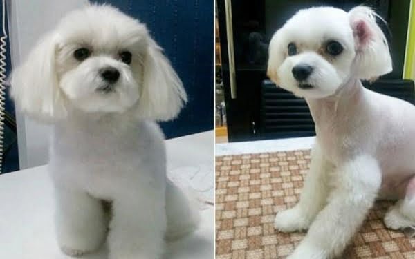 CURIOSO: Cirugía estética para mascotas