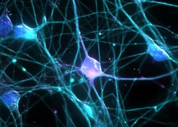 Neurocomunicación