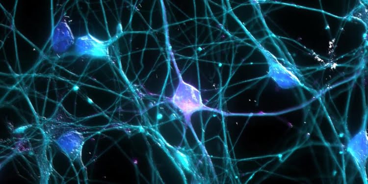 Neurocomunicación