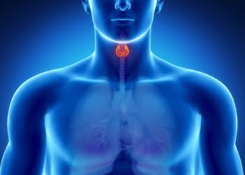Usan bioimpresión 3D para crear glándula del tiroides