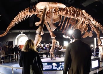 El titanosaurio argentino que revoluciona Nueva York fue impreso en 3D