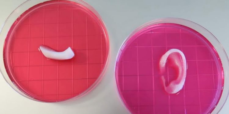 3D: Una impresora crea huesos, músculos y cartílagos que luego pueden ser implantados