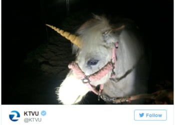 CURIOSO: Los unicornios son startups de más de usd 1.000 millones… ¡Y caballos perseguidos por la policía de California!