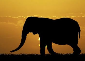 Buitres, elefantes y hámsters: nuevos integrantes de la fauna zoopreneur