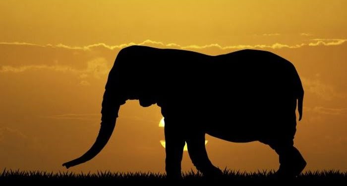 Buitres, elefantes y hámsters: nuevos integrantes de la fauna zoopreneur
