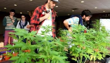 MassRoots, la «Facebook del canabbis» quiere cotizar en Wall Street