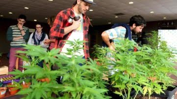 MassRoots, la «Facebook del canabbis» quiere cotizar en Wall Street
