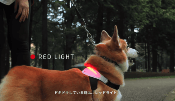 CURIOSO: Lanzan collar de perros que traduce sus ladridos