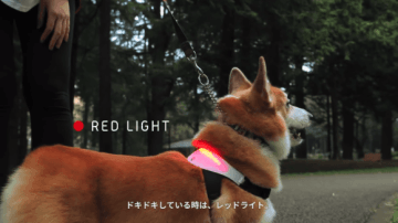 CURIOSO: Lanzan collar de perros que traduce sus ladridos