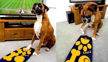 El invento que faltaba: Control remoto para perros