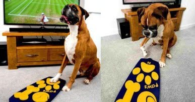 El invento que faltaba: Control remoto para perros