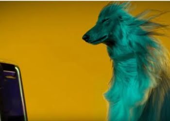 Los perros prefieren a Beyoncé antes que a Beethoven