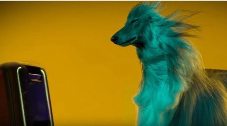 Los perros prefieren a Beyoncé antes que a Beethoven