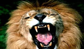 #EDITORIAL: Emprender como un león