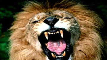 #EDITORIAL: Emprender como un león