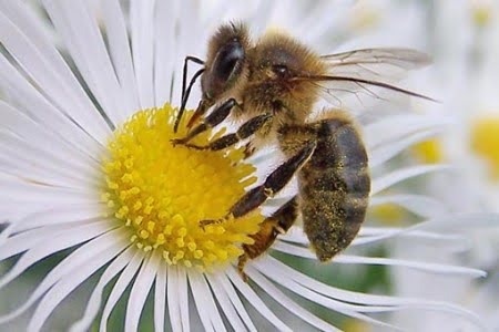 polinizador-abeja