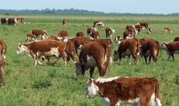 Paraguay, en la cima de las inversiones agropecuarias
