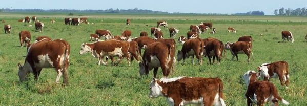 Paraguay, en la cima de las inversiones agropecuarias