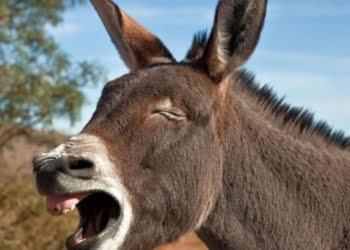 Para emprender no hay que ser burro
