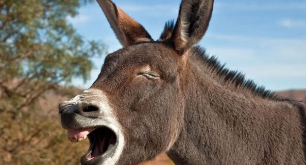 Para emprender no hay que ser burro