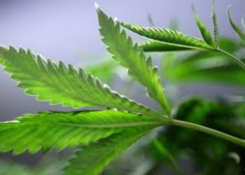 El fabricante de la cerveza Corona entra al negocio de la marihuana legal