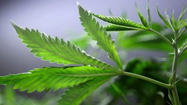 El fabricante de la cerveza Corona entra al negocio de la marihuana legal