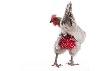 Emprendimiento curioso: Pañales para pollos!!!