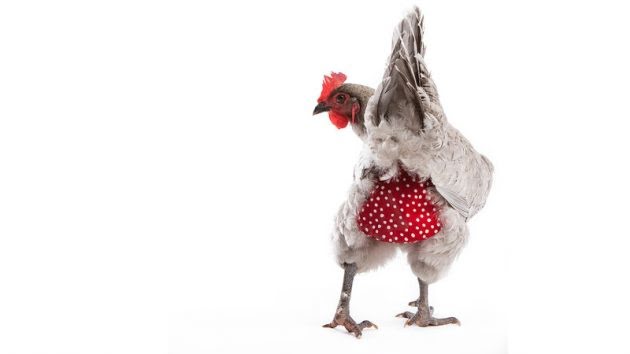Emprendimiento curioso: Pañales para pollos!!!