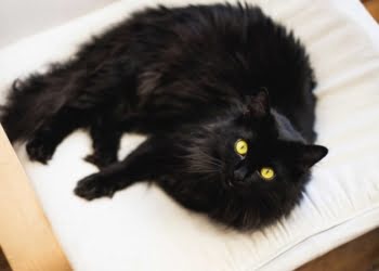 La mente del supersticioso