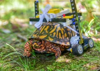 CURIOSO: Fabrican una silla de ruedas de LEGO para que una tortuga vuelva a caminar