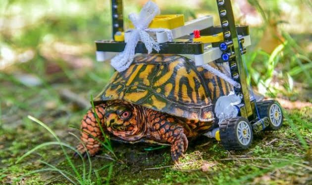 CURIOSO: Fabrican una silla de ruedas de LEGO para que una tortuga vuelva a caminar