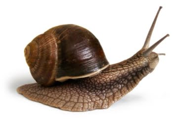 Persevera y triunfarás