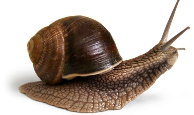 Persevera y triunfarás