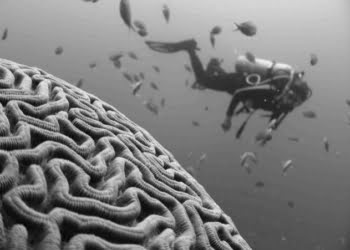 Que partes del cerebro debemos potenciar