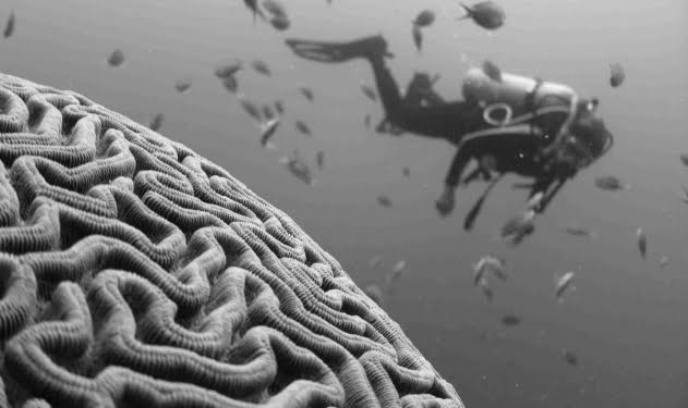 Que partes del cerebro debemos potenciar